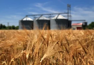 22116508-ferme-champ-de-blé-avec-des-silos-à-grains-pour-l-agriculture